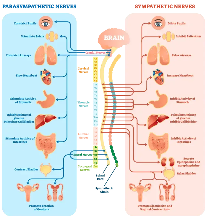 Autonomic Nervous System Diagram