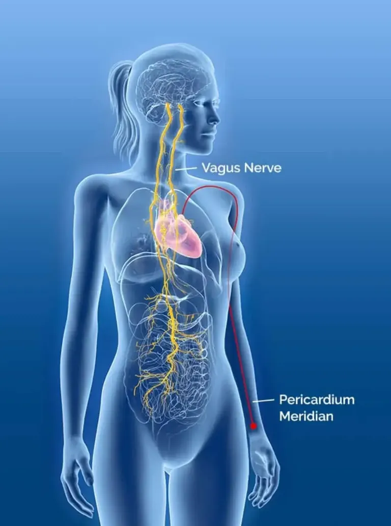 Biosignal Vagus Nerve connection