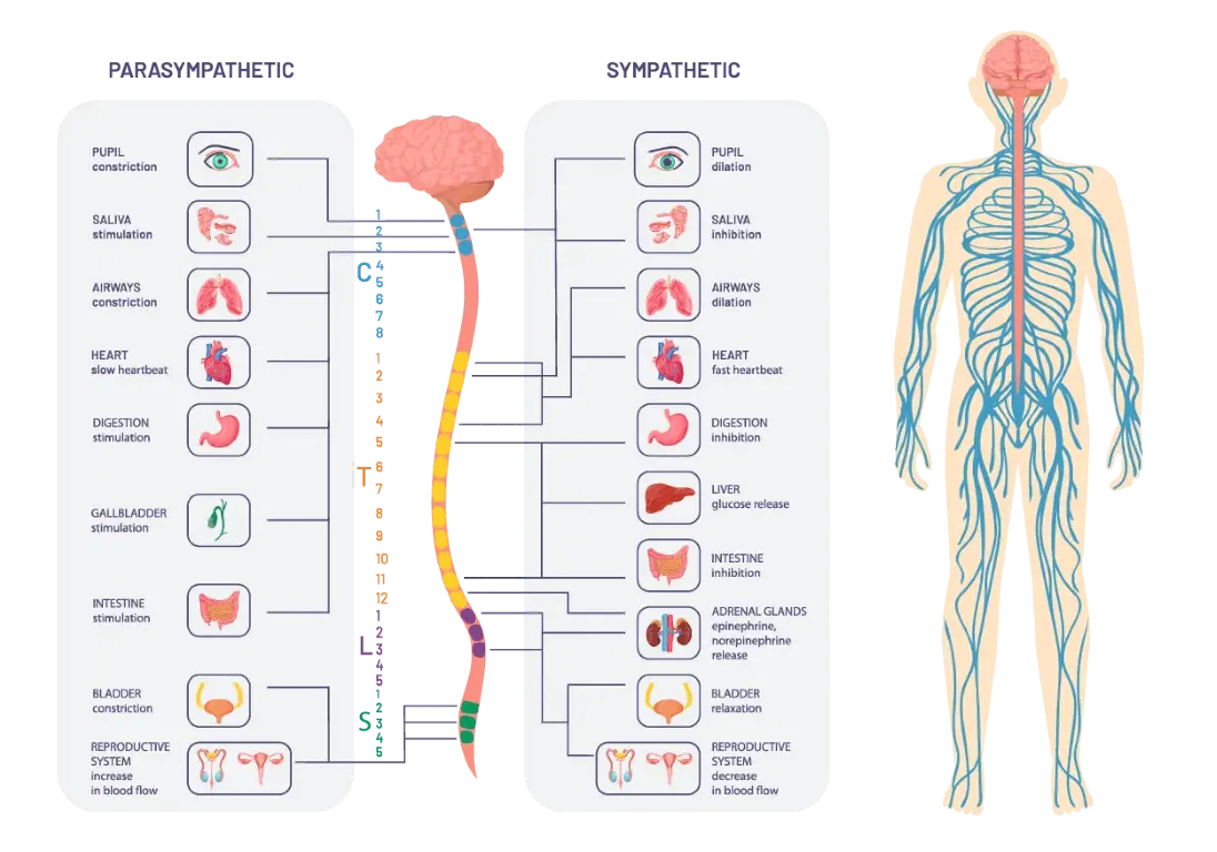 Benefits of Parasympathetic Dominance