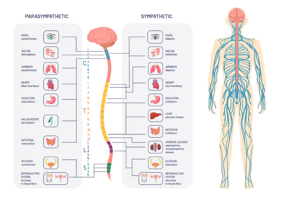 Benefits of Parasympathetic Dominance