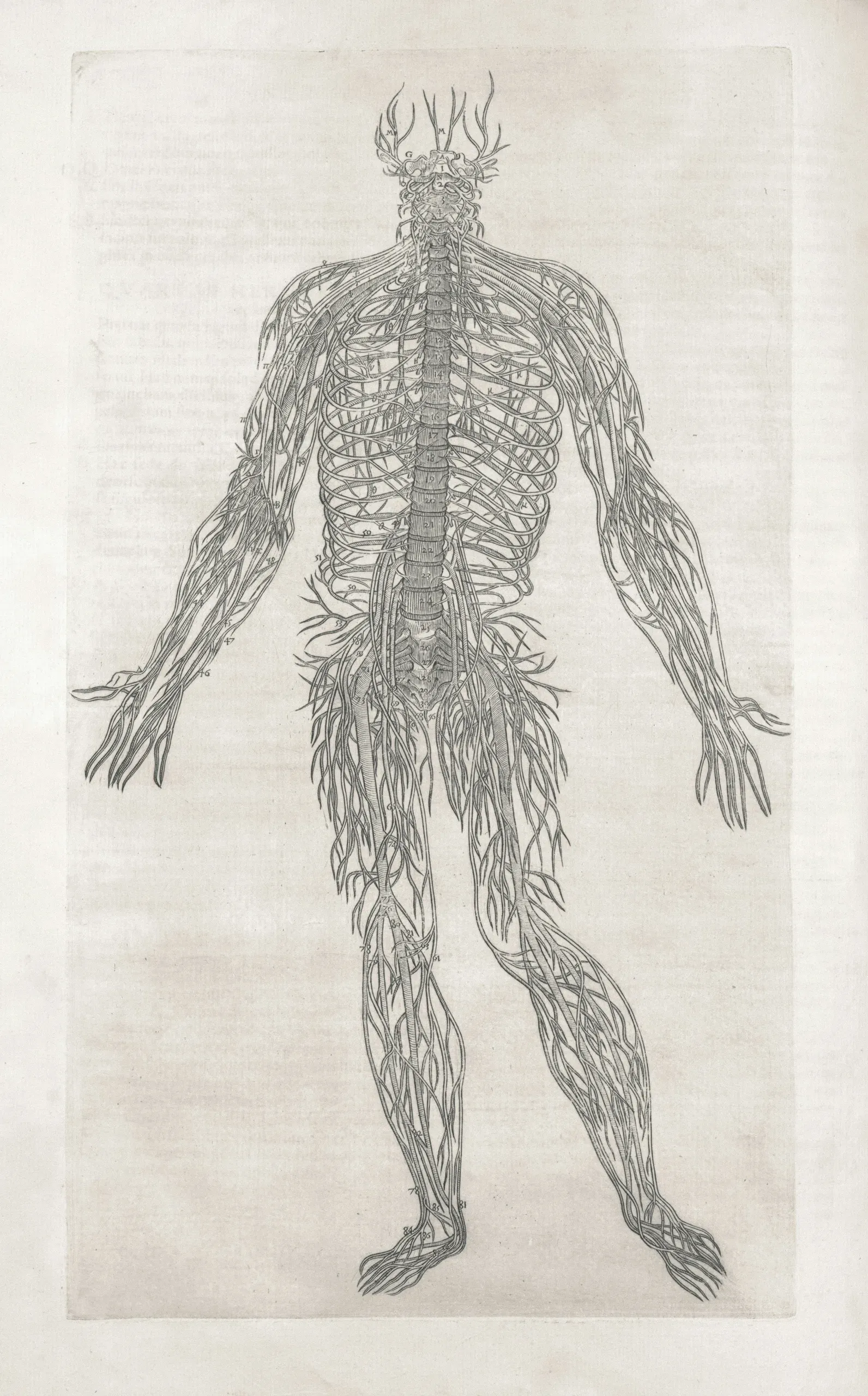 How the Nervous System Works and How to Reset It